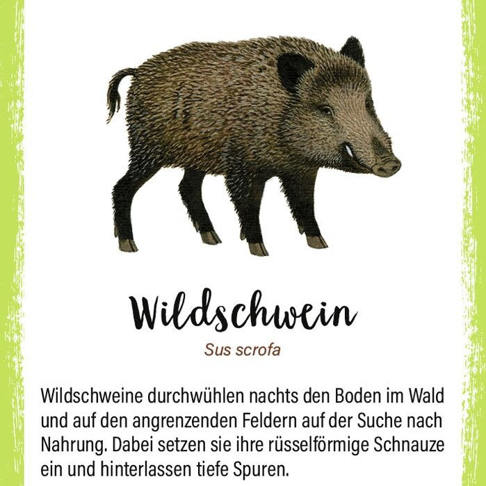 Karte mit Rothirsch