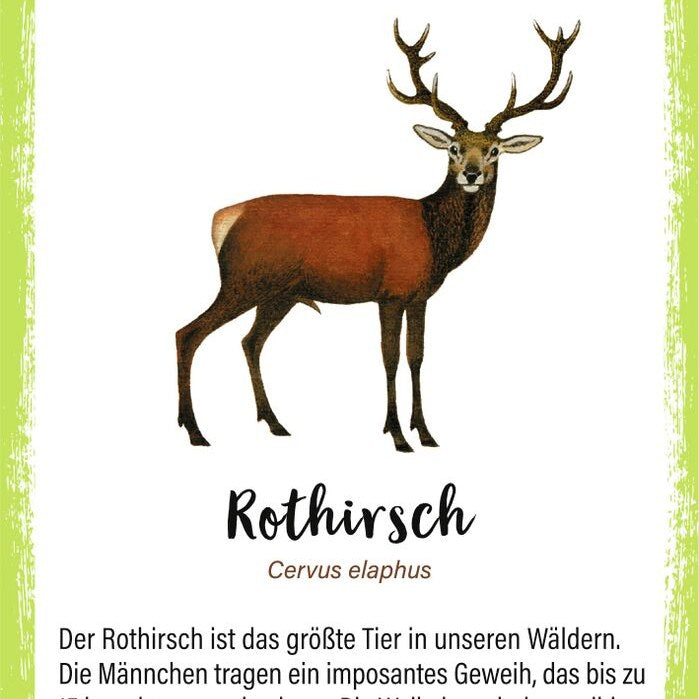 Rückseite der Karten